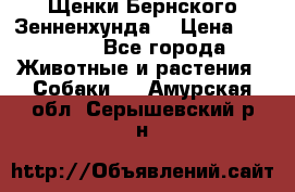 Щенки Бернского Зенненхунда  › Цена ­ 40 000 - Все города Животные и растения » Собаки   . Амурская обл.,Серышевский р-н